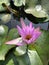 Flowering pink lotus in the pond