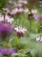 Flowering pink Monarda