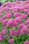 Flowering Pink Mongolian Stonecrop in a garden