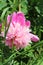 Flowering pink peonies. Garden flowers. Summer flowering. In the garden. Nature.