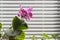 Flowering pink phalaenopsis orchid on background of window with