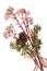 Flowering pink plant succulent - the beginning of vegetation and