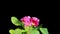 Flowering pink primula