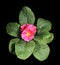 Flowering pink primula on the black background