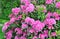 Flowering pink rhododendron