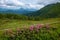 Flowering pink rhododendrons on green slopes