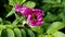 Flowering pink rosehip with green leaves. Spring, summer botany photo