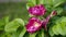 Flowering pink rosehip with green leaves. Spring, summer botany photo