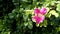 Flowering pink rosehip with green leaves. Spring, summer botany photo