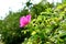 Flowering pink rosehip with green leaves. Spring, summer botany photo