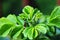 Flowering pink rosehip with green leaves. Spring, summer botany photo