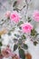 Flowering pink roses under the snow, vintage, pastel colors