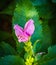 Flowering pink turtlehead Chelone lyonii