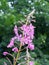 Flowering pink willowherb plant also known as fireweed with a blurred green background