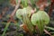 Flowering Pitfall Traps are Carnivorous Plants