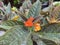 flowering plant Alloplectus is a genus of Neotropical plants in the flowering plant family Gesneriaceae