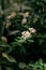 Flowering plant amidst dark green leafy foliage