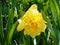 flowering plant beautiful flower narcissus yellow