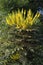 Flowering plant Berberis aquifolium in a garden