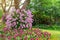 Flowering plant blossom garden, Pink Dendrobium hybrid orchid climbing on the tree and pink Siam tulip or Summer tulips blooming