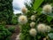 Flowering plant buttonbush, button-willow or honey-bells Cephalanthus occidentalis blooming in summer. Macro shot of white