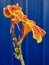 Flowering plant Canna lily