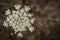 Flowering plant Conium maculatum, in the form of a white umbrella