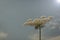 Flowering plant Conium maculatum, in the form of a white umbrella and an insect ready to take off from it, background