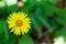 Flowering plant doronicum Caucasian closeup