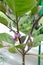 A flowering plant of eggplant Solanum melongena l