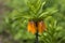 Flowering plant Fritillaria imperialis close-up.