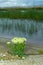 flowering plant grown in a crack on a hydraulic structure, a protective concrete dam on the shore of Lake Yalpug