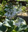 A flowering plant of hosta var. Frances Williams in the garden on a sunny day