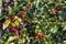 Flowering plant Ilex, or holly