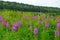 Flowering plant. Ivan-tea. On the background of mixed forests. July.