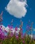 Flowering plant Ivan tea in the meadow