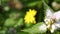 Flowering plant of Lamium moschatum, Musk deadnettle. White nettle or white dead-nettle, Lamiaceae. Macro