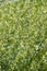 Flowering plant lemon wormwood, background