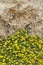 Flowering plant lotus creticus close-up, vertical outdoors