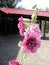 Flowering plant mallow pink flower