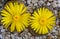 Flowering plant Mesembs (Lithops fulviceps) South African plant from Namibia