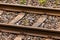 A flowering plant in the middle of a railroad track