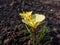 Flowering plant Narcissus romieuxii \\\'Julia Jane\\\' - distinctive, early-flowering daffodil