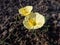 Flowering plant Narcissus romieuxii \\\'Julia Jane\\\' - distinctive, early-flowering daffodil with the flowers