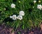 Flowering plant. Pink and white Armeria maritima \\\'Alba\\\' or sea thrift. Armeria Ballerina Purple Rose