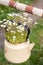 Flowering plant saxifrage with small white flowers in an old vintage enamelled beige teapot, Wasteâ€‘free concept