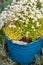 Flowering plant saxifrage with small white flowers in an old vintage enamelled blue bucket, Wasteâ€‘free concept