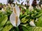 flowering plant spathiphyllum wallisii (lily) that blooms beautifully in a flower garden