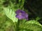 Flowering plant Stachytarpheta cayennensis, medicinal plant
