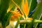 Flowering plant Strelitzia. Floral symbol of Los Angeles city